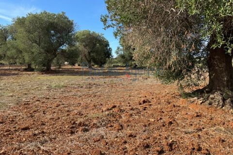 Helårsgrund i Carovigno, Brindisi, Carovigno - € 68.000 | Ref: 122778 - foto 9